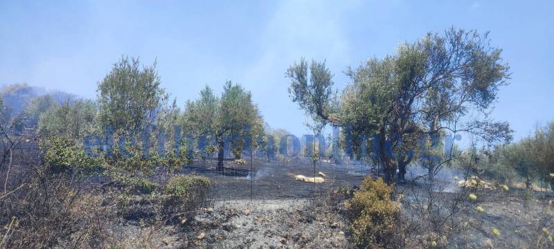 Μεσσηνία: Μεγάλη πυρκαγιά στο Σιδηρόκαστρο Τριφυλίας (βίντεο)