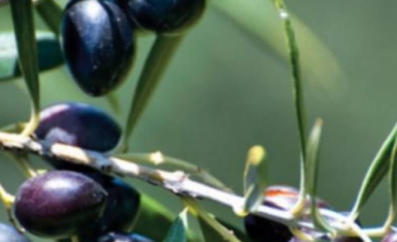 Στήριξη της πρωτοβουλίας για το ΠΟΠ Ελιά Καλαμάτας από το Δήμο Καλαμάτας