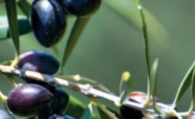 Στήριξη της πρωτοβουλίας για το ΠΟΠ Ελιά Καλαμάτας από το Δήμο Καλαμάτας