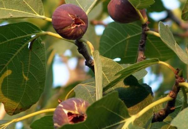 Ζημιές στα σύκα από τη βροχόπτωση