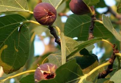 Ζημιές στα σύκα από τη βροχόπτωση