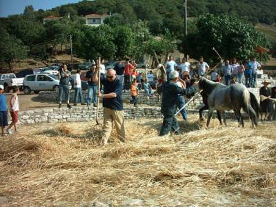 Παραδοσιακό αλώνισμα στα Σκλαβέικα 