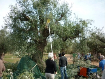 Δανοί τουρίστες μάζεψαν ελιές, στο πλαίσιο ταξιδιωτικού προγράμματος του πρακτορείου &quot;Τριγκιλίδας&quot;