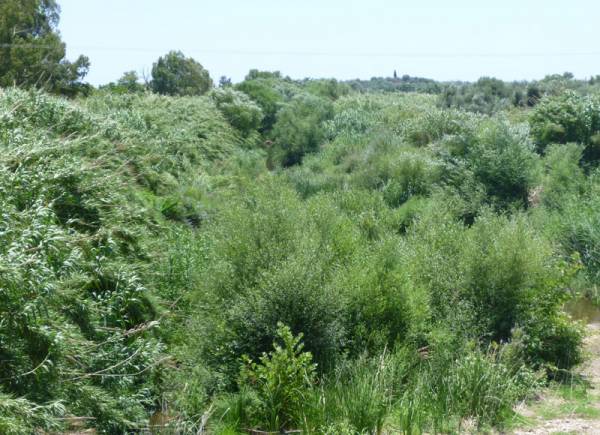 Στο Δημοτικό Συμβούλιο Μεσσήνης οι δασικοί χάρτες