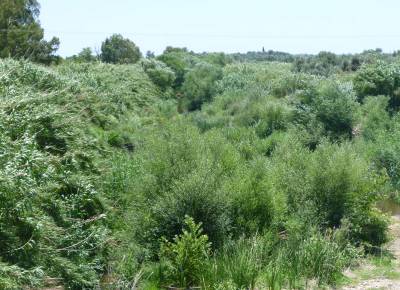 Στο Δημοτικό Συμβούλιο Μεσσήνης οι δασικοί χάρτες