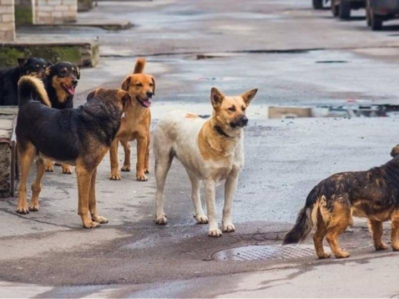Μήνυμα Μπούζα για την Παγκόσμια Ημέρα Αδέσποτων Ζώων