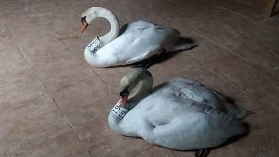 Καστοριά: Μαθήματα αγάπης από ζευγάρι κύκνων - Όταν το θηλυκό δέχτηκε επίθεση το αρσενικό προσπάθησε να το προστατέψει