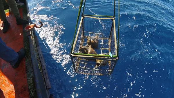 Ναυάγιο κλασικών χρόνων στο στενό Κυθήρων-Νεάπολης - Διερευνήθηκε αρχαιολογικά από την Εφορεία Εναλίων Αρχαιοτήτων