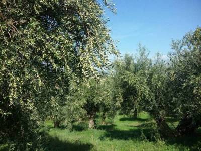 Έως 27 Φεβρουαρίου σε δημόσια διαβούλευση το σχέδιο νόμου για τον ΕΛΓΟ-ΔΗΜΗΤΡΑ