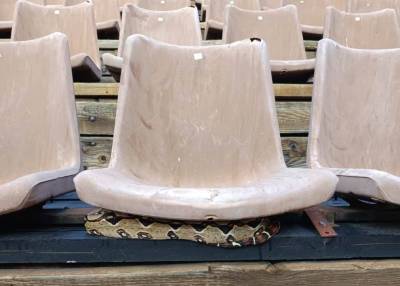 Βόας βρέθηκε κάτω από κάθισμα σε θέατρο στου Φιλοπάππου!