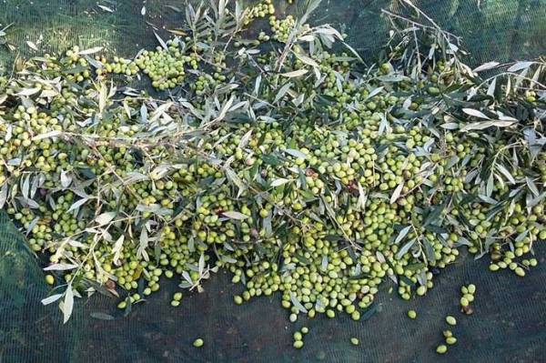 "Αποζημιώσεις των ελαιοπαραγωγών" ζητάει ο Αγροτοκτηνοτροφικός Σύλλογος Μεσσήνης