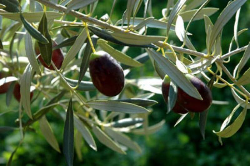 Μεσσηνία: Το πρόγραμμα της δακοκτονίας (8/7)