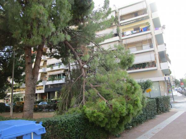 Σπασμένη κλάρα