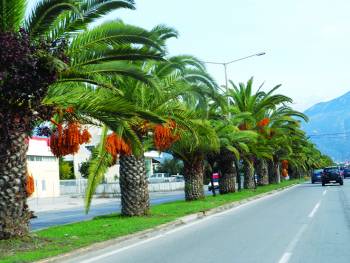 Κίνδυνος να αφανιστούν οι φοίνικες της Καλαμάτας