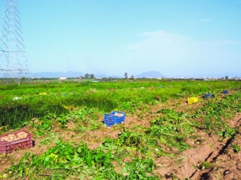 Προχωρά η διαδικασία για ΠΟΠ πατάτα Καλαμάτας