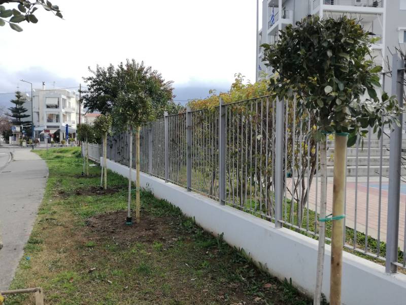 Νέες φυτεύσεις στον Δήμο Καλαμάτας