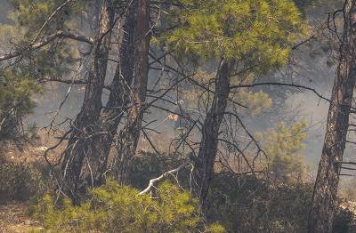 Τα υψηλότερα επίπεδα καμένων εκτάσεων από δασικές πυρκαγιές των τελευταίων δεκατριών ετών στην Ελλάδα, στα τέλη του φετινού Ιουλίου