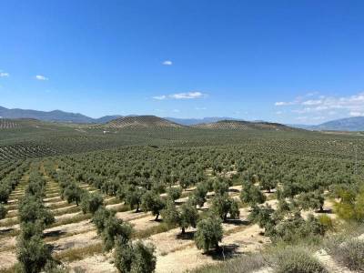 Τριφυλία: Ανησυχία για τη χρηματοδότηση των Οργανώσεων Ελαιοκομικών Φορέων