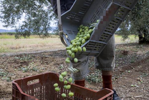Μεσσηνία: Ζευγάρι έκλεψε 81 σακιά με ελιές από λιοτρίβια 