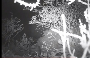 Βίντεο με το ποταμόσκυλο του Μουστού