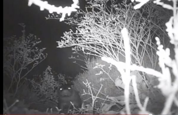 Βίντεο με το ποταμόσκυλο του Μουστού