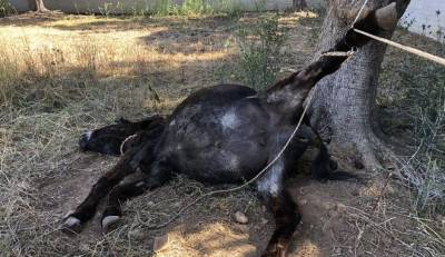 Κορωπί: Εδεσαν γαϊδούρι και το άφησαν να πεθάνει