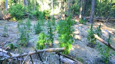 Μεσσηνία: Συνελήφθησαν πατέρας και δυο γιοι για καλλιέργεια χασίς