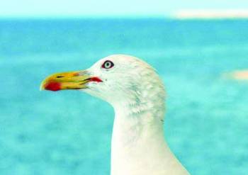 Δηλητηριασμένος γλάρος βρέθηκε στην Μπούκα