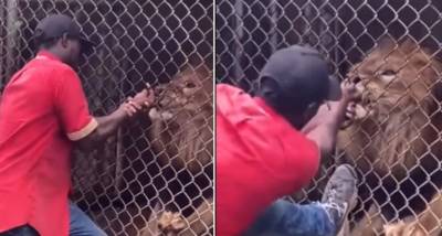 Τζαμάικα: Πείραζε με το χέρι του λιοντάρι και εκείνο του δάγκωσε το δάχτυλο (Βίντεο)