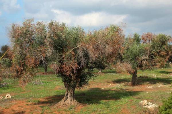 Η xylella χτυπά και την Ισπανία