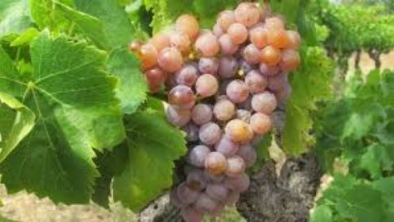 Μέχρι τις 26 Απριλίου οι αιτήσεις για νέες φυτεύσεις οινοποιήσιμων ποικιλιών αμπέλου