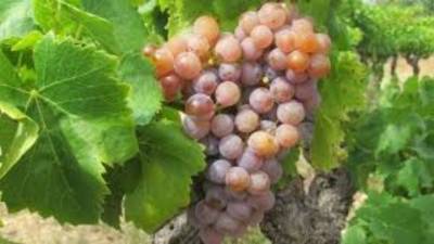 Μέχρι τις 26 Απριλίου οι αιτήσεις για νέες φυτεύσεις οινοποιήσιμων ποικιλιών αμπέλου