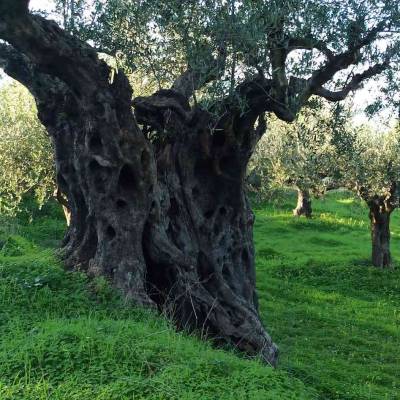 Ελιά Καλαμάτας σε κεντρική πλατεία