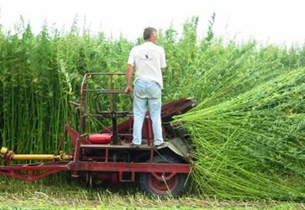 Άνοιξε ο δρόμος για την κλωστική κάνναβη