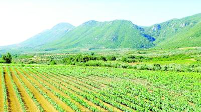 Εξαιρετικά κρασιά από αμπελώνες της Τριφυλίας