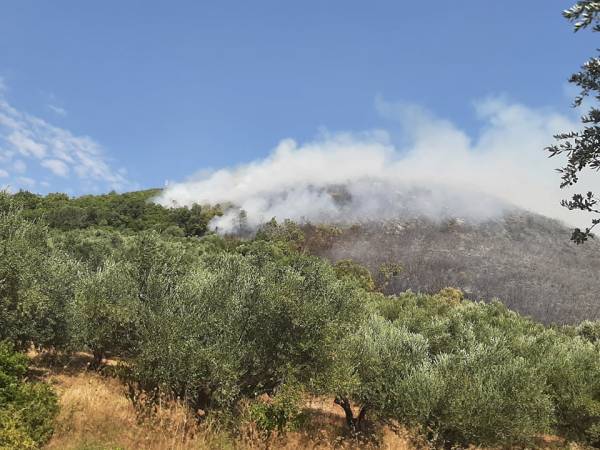 Με τσακισμένη τη Δασική Υπηρεσία δεν προστατεύεις τα δάση