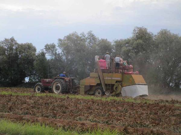 Μεσσηνία: Πρόβλημα στο φιστίκι από σπόρο “μαϊμού” (βίντεο-φωτογραφίες)