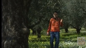 Μία περιήγηση στην ιστορία, τα ελαιοπερίβολα και το Μουσείο Ελιάς Σπάρτης (βίντεο)