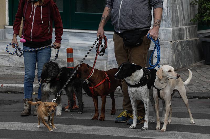 Νομοσχέδιο για προστασία αδέσποτων και δεσποζόμενων ζώων