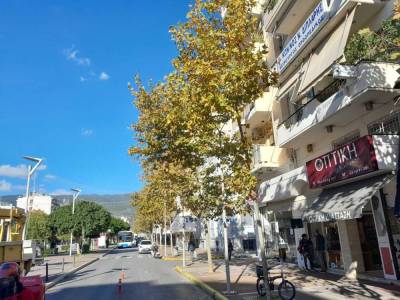 Καλαμάτα: Απάντηση για την τη φύτευση πλατανιών στην Αριστομένους