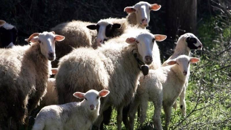 ΥΠΑΑΤ: Αποζημιώσεις 3,6 εκατ. ευρώ σε 226 κτηνοτρόφους για την ευλογιά των αιγοπροβάτων