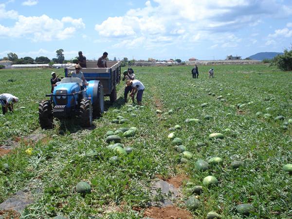 Καρπούζι από την Τριφυλία στη… μισή Ευρώπη