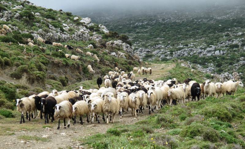ΥΠΑΑΤ: Δέσμη 7 άμεσων μέτρων για την αντιμετώπιση της ευλογιάς των αιγοπροβάτων