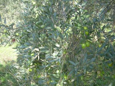 Ενημερωτική συνάντηση στη Μεσσήνη για τους ελαιοκαλλιεργητές