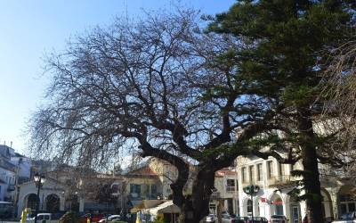 Εκδήλωση σήμανσης πλατάνου “ελευθερίας”