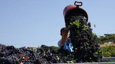 Εν αρχή ην ο τρύγος: Από το αμπέλι στο οινοποιείο