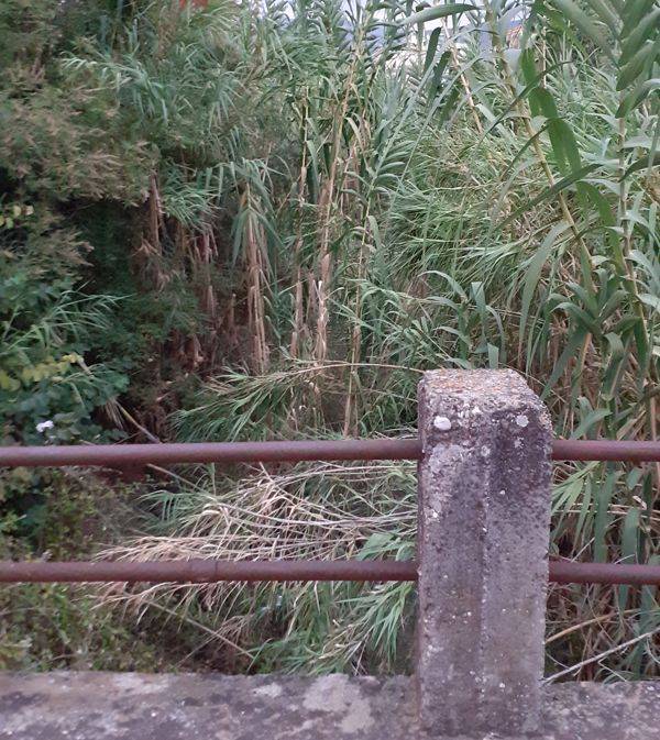 Ζούγκλα το Πολιτέικο