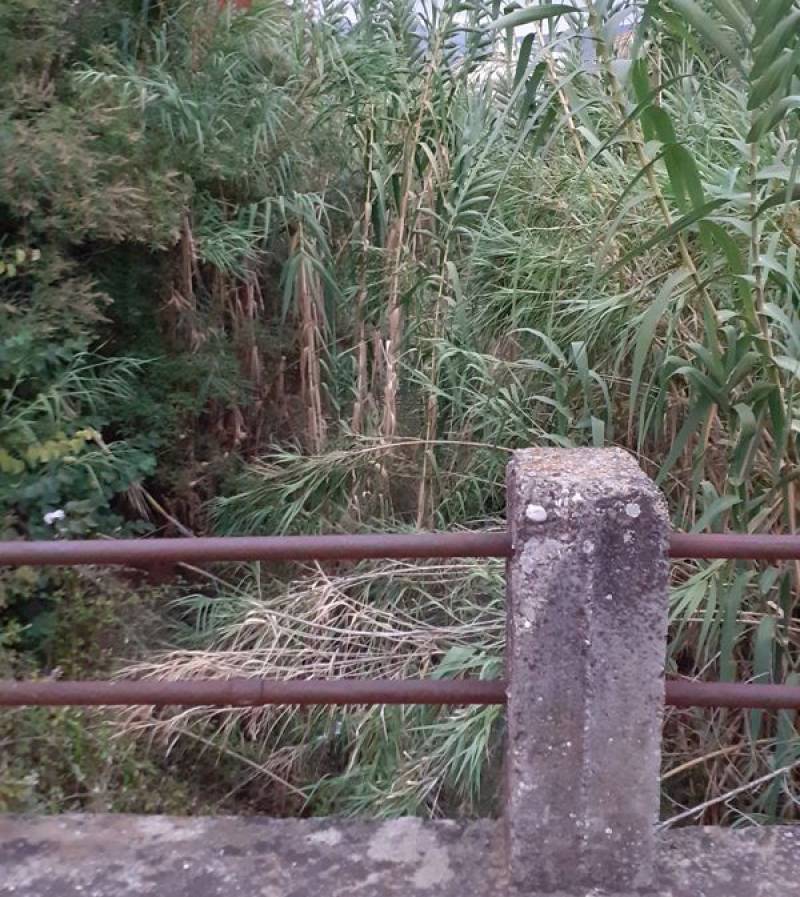 Ζούγκλα το Πολιτέικο