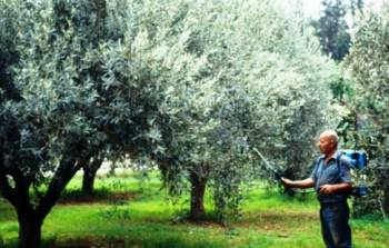 Συνεχίζονται οι ψεκασμοί δακοκτονίας