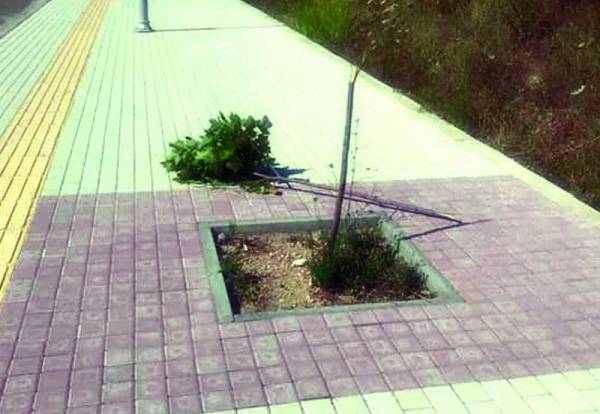 Μεσσηνία: Βανδάλισαν δεντράκια στον Αϊ - Λαγούδη